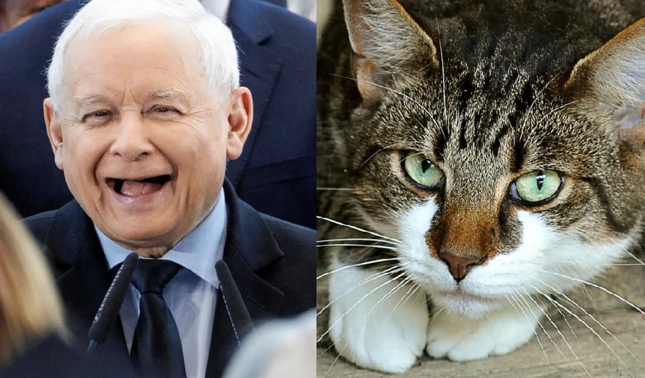 Ile kotów ma Kaczyński? Zaskakujące fakty o jego pupilkach