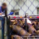 Rząd PiS obniża standardy ochrony zwierząt rzeźnych
